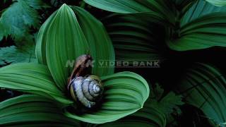 NHK VIDEO BANK - Inhabitants of the Japanese forests -