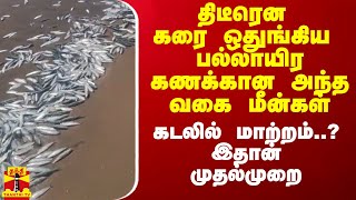 திடீரென கரை ஒதுங்கிய பல்லாயிர கணக்கான அந்த வகை மீன்கள் - கடலில் மாற்றம்..? இதான் முதல்முறை