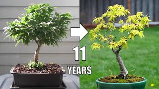 Japanese Maple Bonsai Tree Progression - 11 Years