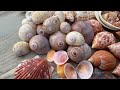 take us to shell island part 2 of 2 ten thousand islands shelling