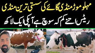 Today Malumor Mandi Jhang Rates Update | Cows Fresh Rates Update | Cow Mandi