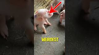 Top 5 WEIRDEST and Most Scariest Animal Caught on Camera!😨