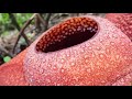 hiking in malaysia to find the rafflesia flower