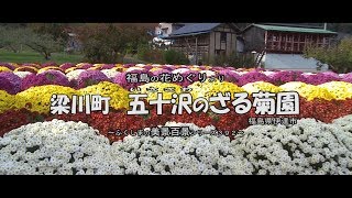 福島の花めぐりより　～伊達市梁川町　五十沢のざる菊園～