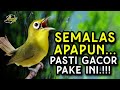 Masteran Kecial Kuning Paling Ampuh Untuk Kecial Kuning Malas Bunyi Jadi GACOR‼️| PEPADU KECIAL