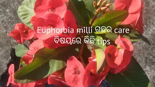 How to grow \u0026 care Euphorbia milli/Crown of thorns ଗଛ ବିଷୟରେ କିଛି tips