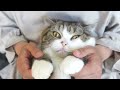 バリカン初体験な子ねこ。 kitten miri experiences hair clippers for the first time.