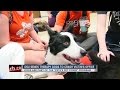 OSU sends therapy dogs to crash victim's office