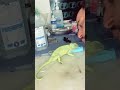 man brings back half dead chameleon back to life a lot of us have a good heart