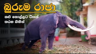 බුරුම රාජා | කළු ඇතා | Buruma raja | Sri Lankan elephants and Tusker | dalada perahera | elephants