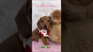 🐶臘腸寶寶🐶活潑可愛、脾氣溫和、小短腿、肉嘴