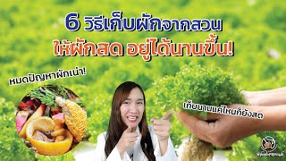 6 วิธีเก็บผักจากสวน ให้ผักสด อยู่ได้นาน ไม่เน่าคาตู้เย็น!