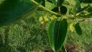 How to take care of Persimmon trees in cold climate .ทำอย่างไรจะให้ต้นลูกพลับ ออกดอกออกผลเยอะ