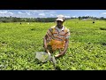 Kenya tea growers shift to produce pineapple as climate change bites