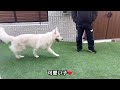 どっちを選ぶ？二者択一を迫られる愛犬のとる行動が可愛い過ぎる！！