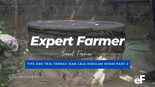 Tips and Trik ternak Ikan Lele Pabuaran di Kolam Mini