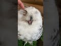 Cute Owl LOVES Massages! #Owls #Cute #Shorts