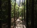 peaceful trees tree nature