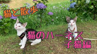 【猫と散歩】猫のハーネス　子猫編