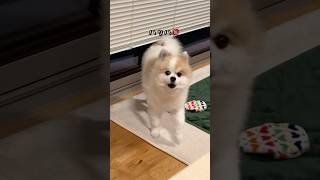 【怒る犬】弟が陽キャすぎて兄ポメ怒り爆発しちゃった‥#shorts #ポメラニアン#dog#かわいい#おもしろ#cutedog#犬#pomeranian