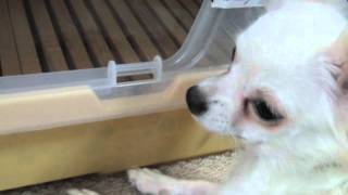 【うさぎの部屋に入りたがるチワワ】　Chihuahua who wants to enter the room of a rabbit