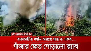 রাঙ্গামাটির গহীন অরণ্যে ৫ একর গাঁজার ক্ষেত! পুড়িয়ে শেষ করলো র‍্যাব | Cannabis