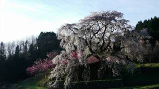 2011年　又兵衛桜　満開