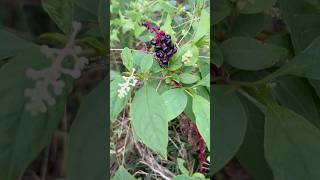 おいしそうな紫色の実ヨウシュヤマゴボウ #食べられる野草 #野草食 #自然食 #edibleplants #nature #garden #wildplants #vegan