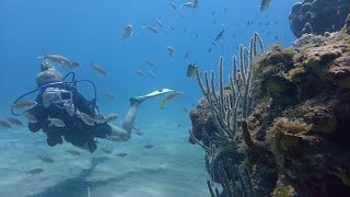 Plonger en Guadeloupe - Le petit paradis sous mer de Deshaies