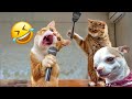 When A Silly Cat Becomes Your Best Friend 🤣the Funniest Animals And Pets 😼🐶