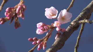 「氷室神社の枝垂れ桜、今日咲きました」東京で映像詩を上映します！