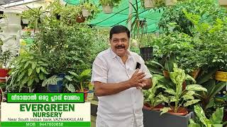 ചെടികൾക്ക് വളരാൻ കോൺക്രീറ്റ് ചട്ടികളും  @EvergreenNurseryVazhakkulam  plant pots for gardening