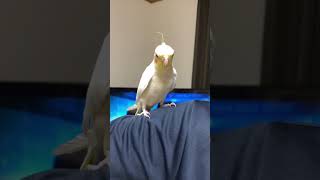 【歌うま】みかんを見たら歌い出すオカメインコ