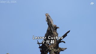 Lesser Cuckoo