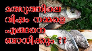 മീനിലെ വിഷം നമ്മളെ എങ്ങനെ ബാധിക്കും | HOW ADULTERATION OF FISH AFFECTS OUR HEALTH| MLIFE