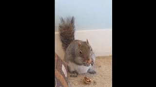 Squirrel cracking walnut like a pro