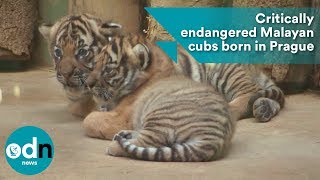 Critically endangered Malayan tiger cubs born in Prague