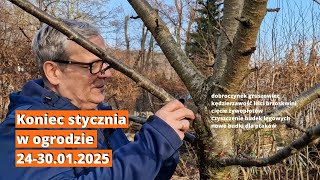 Co robię w ogrodzie w weekend i tydzień 24-30 stycznia 2025. Koniec stycznia w ogrodzie.