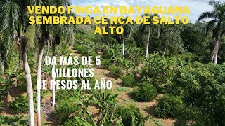 VENDO FINCA EN BAYAGUANA SEMBRADA Y CON TÍTULO/ DA MÁS DE 5 MILLONES DE PESOS AL AÑO