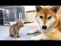 子猫と柴犬の初対面！子猫を怖がらせないようにする柴犬の行動に涙が出ました。