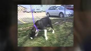 POUND FULL -- Stark County Dog Pound - Urgent Ohio