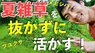 雑草を抜かずに利用！ツユクサ・メヒシバなどの夏草を畑づくりに利用する方法【自然農・パーマカルチャー 】