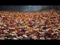 鶴寝山、奈良倉山　紅葉