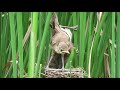 オオヨシキリのヒナが消えた！：大葦切：acrocephalus arundinaceus：great reed warbler－南芦屋浜ビオトープ－2018.07.02