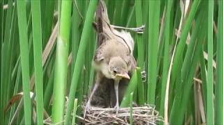 オオヨシキリのヒナが消えた！：大葦切：Acrocephalus arundinaceus：Great reed warbler－南芦屋浜ビオトープ－2018.07.02