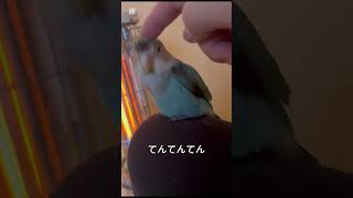 癒しのインコ #コザクラインコのあおさん #コザクラインコ #インコ #lovebirds #birds #かわいい動物 #いやされたい