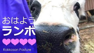 おはようランボ【六甲山牧場】自分のコトを馬だと思ってる牛ランボルギーニ