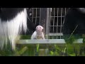 代わる代わる抱っこ！　アビシニアコロブスの赤ちゃん　上野動物園　2021.6.23