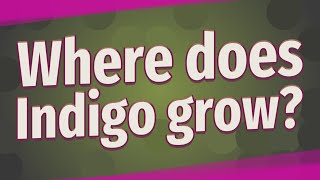 Where does Indigo grow?