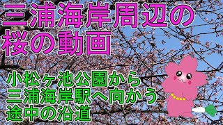 小松ヶ池公園付近から三浦海岸駅沿道 20210209